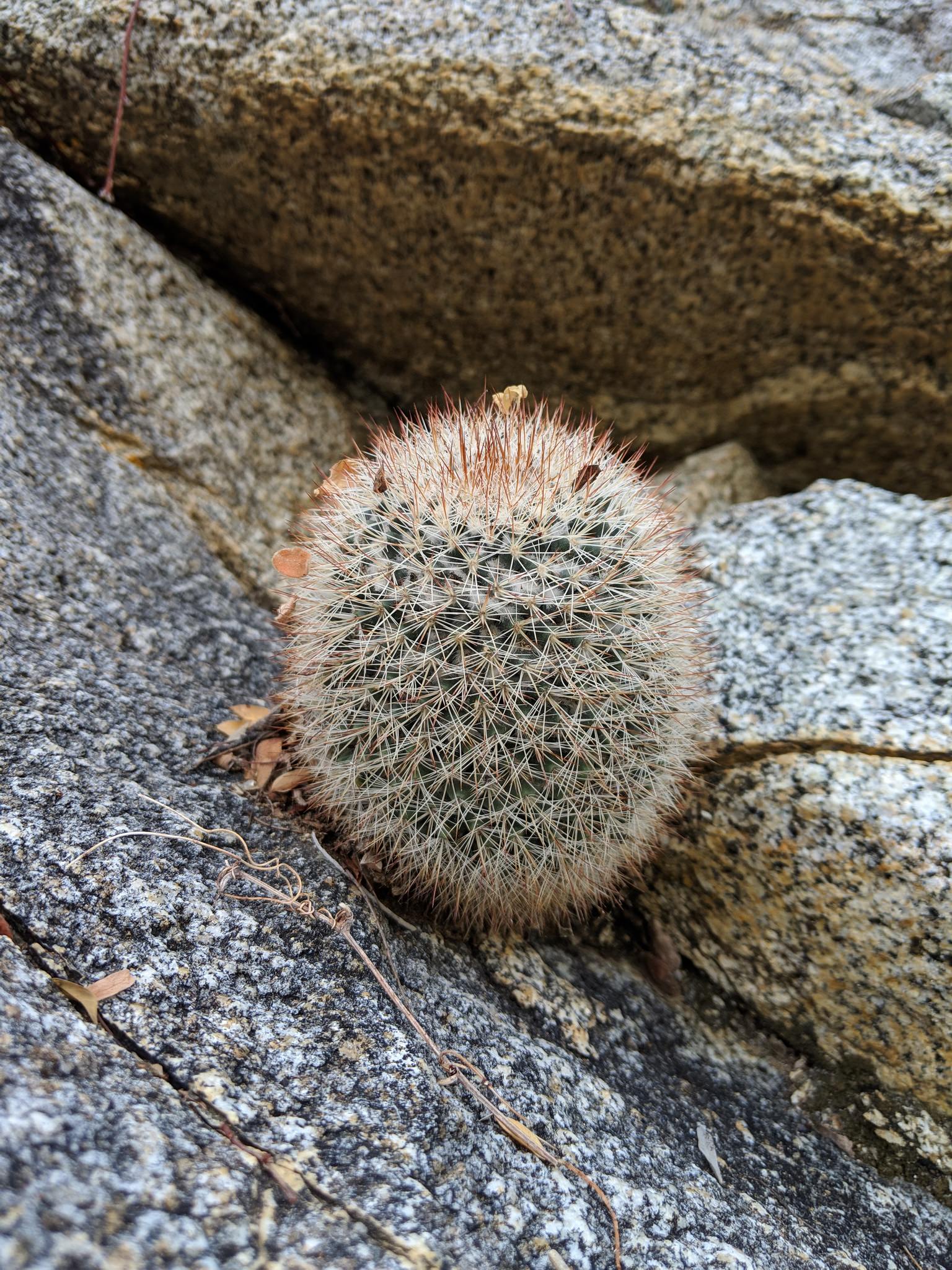 Mammillaria evermanniana